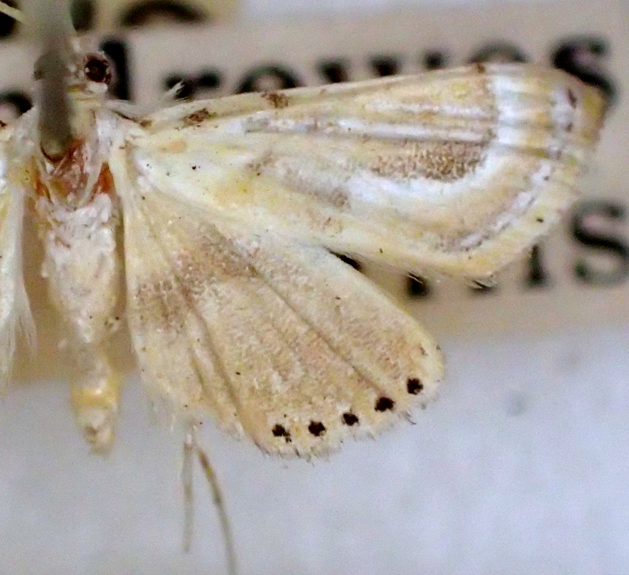 Cataclysta angulata Moore